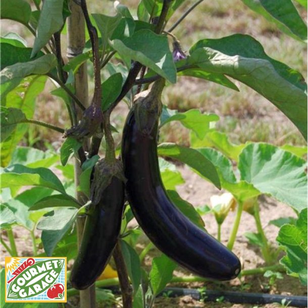 Aubergine de Barbentane - ekologiska fr�er