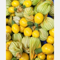 Zucchini Ball Rondini mix - mix av olika runda kultur zucchinisorter