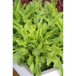 Sallat Barba dei Frati/ Radichetta/Cerbiatta