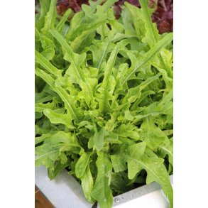 Sallat Barba dei Frati/ Radichetta/Cerbiatta