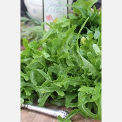 Sallat BARBA DEI FRATI/ RADICHETTTA/CERBIATTA (Franchi) - P� LAGER IGEN B�RJAN AV MARS