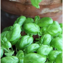 Basilika ITALIANO CLASSICO "TIGULLIO"