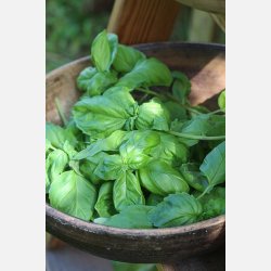 Basilika ITALIANO CLASSICO "TIGULLIO"