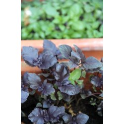 Basilika DARK OPAL (VIOLETTO AROMATICO) - STORPACK