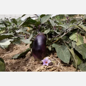 Aubergine BENARY'S BLAUK�NIGIN - Demetercertifierade ekologiska fr�er 
