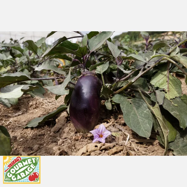 Aubergine BENARY'S BLAUK�NIGIN - Demetercertifierade ekologiska fr�er 