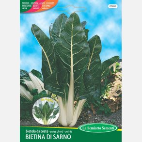 Mangold BIETINA DI SARNO 
