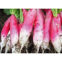 RDISA 18 dagar (Radis dix-huit jours) - STORPACK