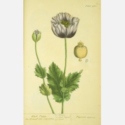 Pionvallmo NOIR - ekologiska fr�er