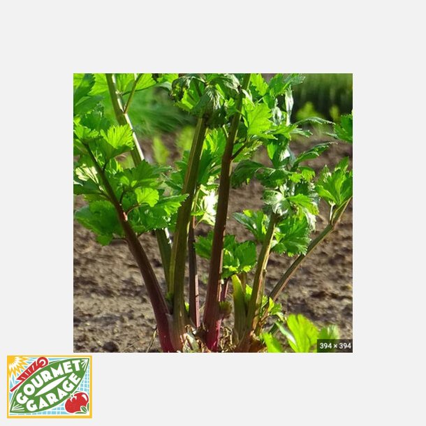 Bladselleri RED PAR - Ekologiska fr�er