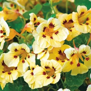 Blomsterkrasse CREAM TROIKA