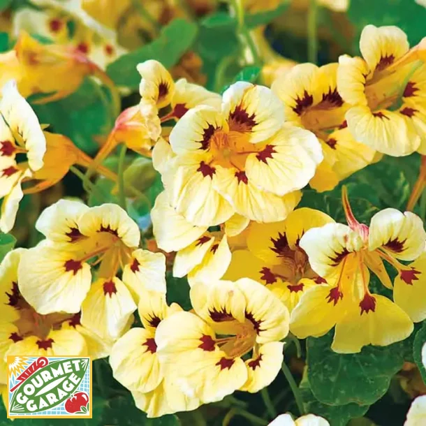 Blomsterkrasse CREAM TROIKA