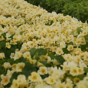 Blomsterkrasse TIP TOP PINK BLUSH - ekologiska frer