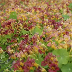 Blomsterkrasse PURPLE EMPEROR - ekologiska fr�er 