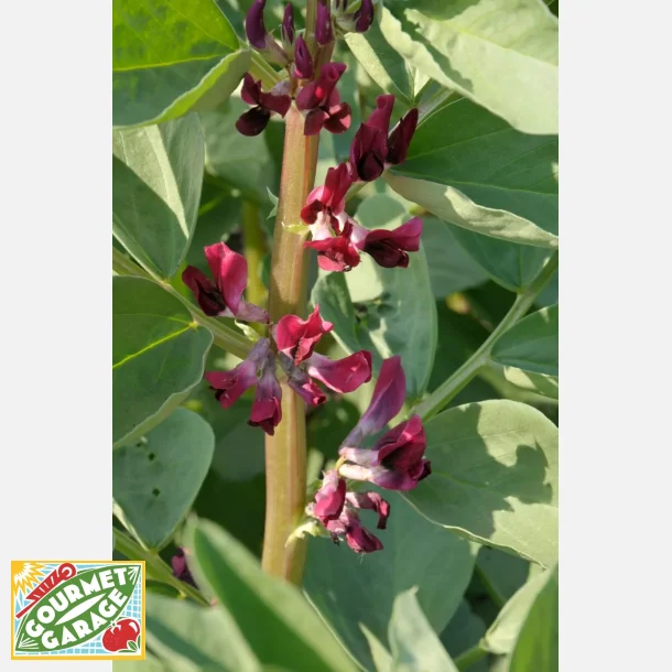 Bondb�na CRIMSONIA (Karmesin) - Ekologiska (Demeter) fr�er