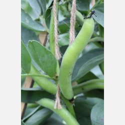 Bondb�na AGUADULCE SUPERSIMONIA (Franchi) 