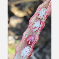 BORLOTTO DI VIGEVANO (Franchi) 