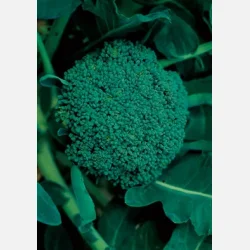 Broccoli Ramoso Calabrese - STORPACK 