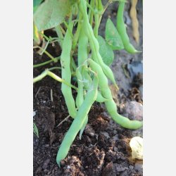 Bna Cannellino - ekologiska frer 