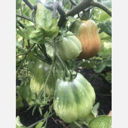 Tomat CANESTRINO DI LUCCA 