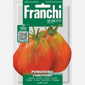 Tomat CANESTRINO DI LUCCA (Franchi)