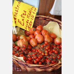 Tomat CANESTRINO DI LUCCA (Franchi)