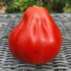 Tomat CANESTRINO DI LUCCA 