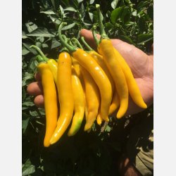 Chili CAYELLOW - Ekologiska fr�er