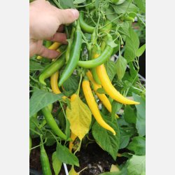 Chili CAYELLOW - Ekologiska fr�er