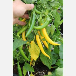 Chili CAYELLOW - Ekologiska fr�er