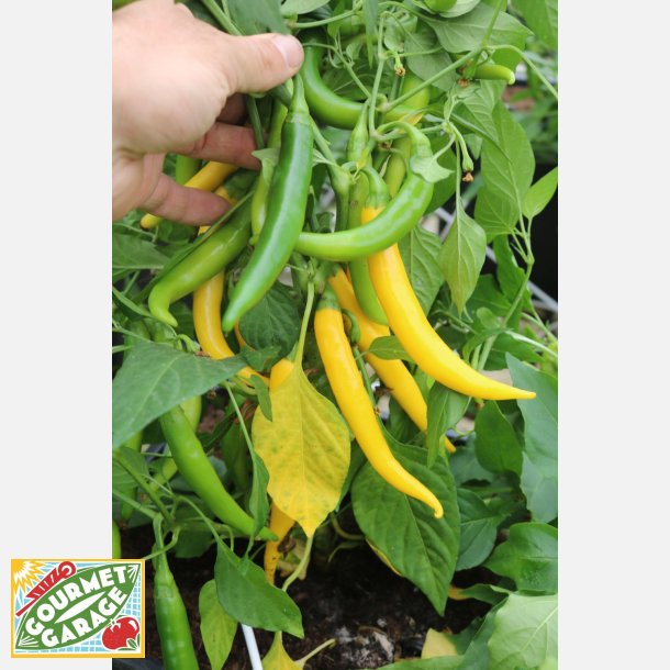 Chili CAYELLOW - Ekologiska fr�er