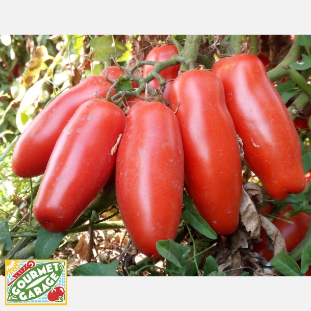 Tomat Centopercento F1 (San Marzano)