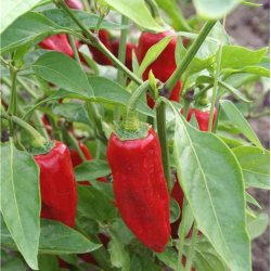 Piment (chili) DE LA BRESSE