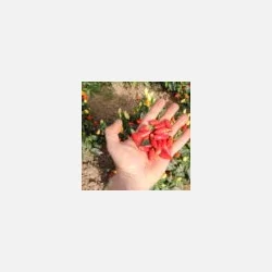 Chili PRAIRIE FIRE - Ekologiska fr�er