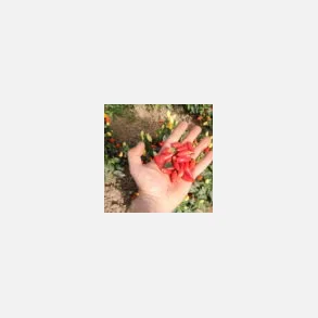 Chili PRAIRIE FIRE - Ekologiska fr�er