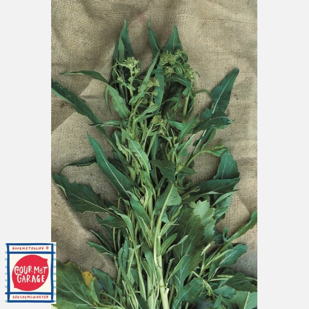 Cima di rapa Foglia d'ulivo