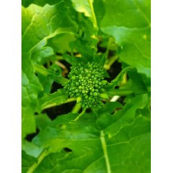 Cima di rapa Quarantina 