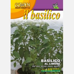 Citronbasilika 