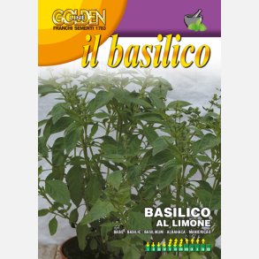 Citronbasilika 