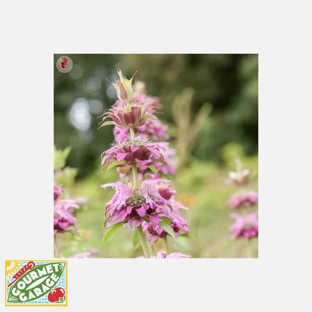 Citrontemynta (Monarda citriodora) - ekologiska frer