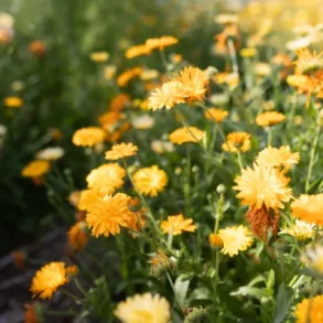 Ringblomma Citrus Sherbet Mix - ekologiska frer