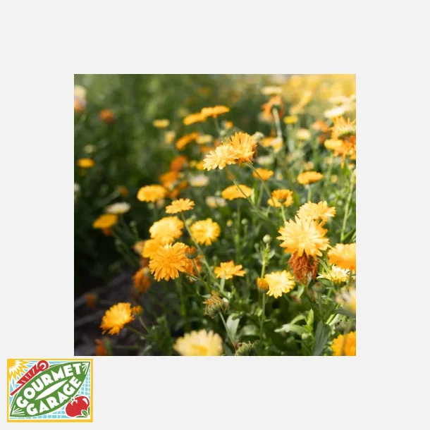 Ringblomma Citrus Sherbet Mix - ekologiska frer