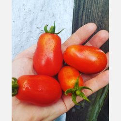 Tomat KORBHARA