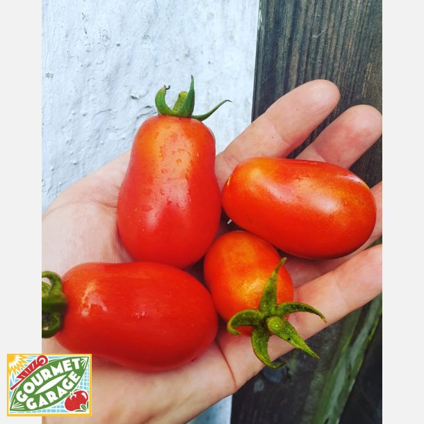 Tomat KORBHARA