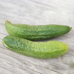 Cornichongurka AMLIOR DE BOURBONNE