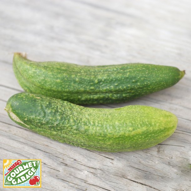 Cornichongurka AMLIOR DE BOURBONNE