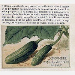 Cornichongurka PICCOLO DI PARIGI (Franchi)