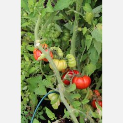 Tomat COSTOLUTO FIORENTINO (Franchi)