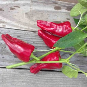 Paprika CUBANELLE - Ekologiska fr�er