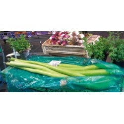 Cucuzza squash /Serpente di Sicilia/Lunga da pergola 